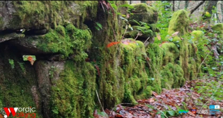 Outono avanzado na Reserva da Biosfera 